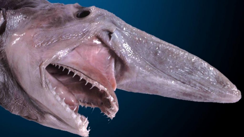 goblin shark