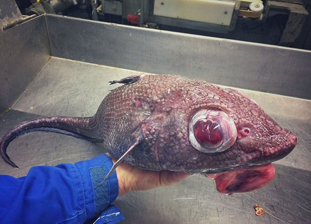 the ugliest fish