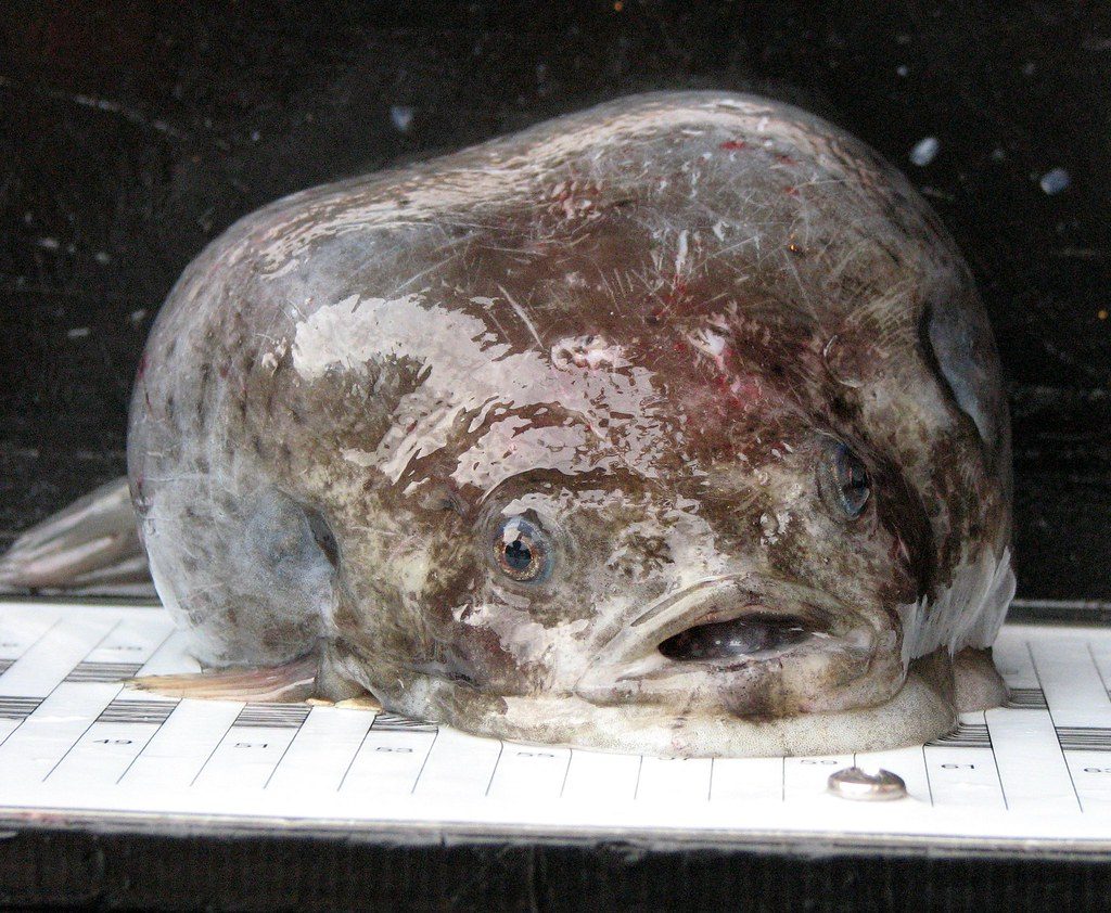 the ugliest fish