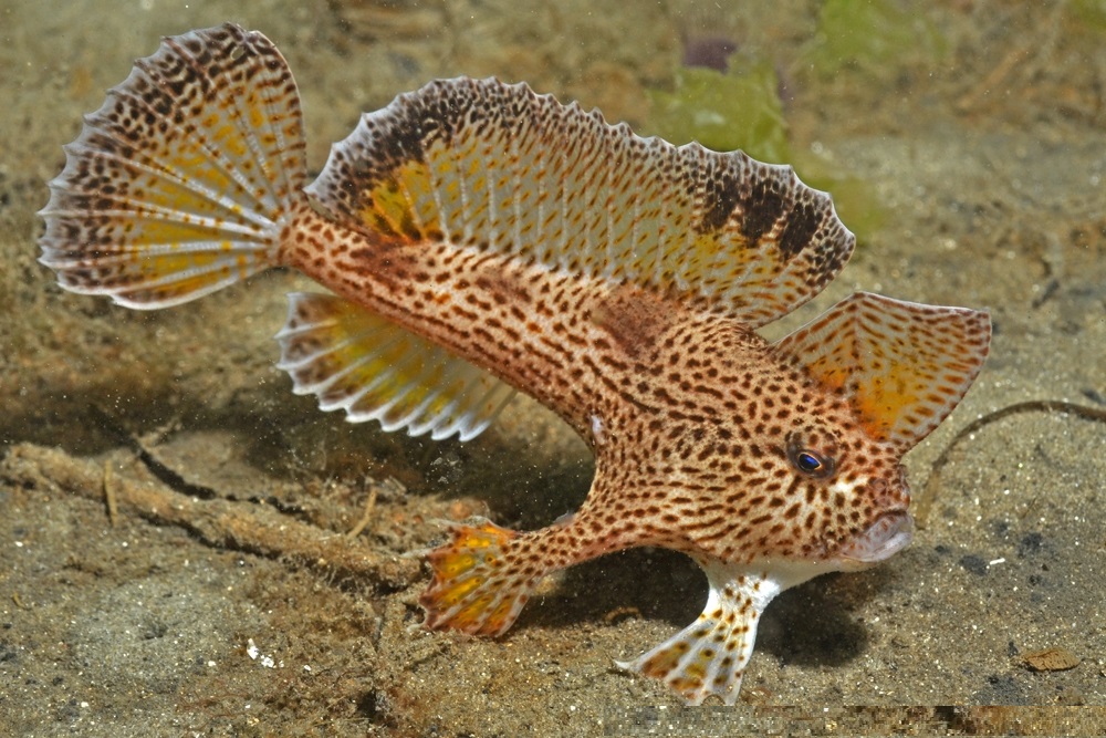 Spotted handfish