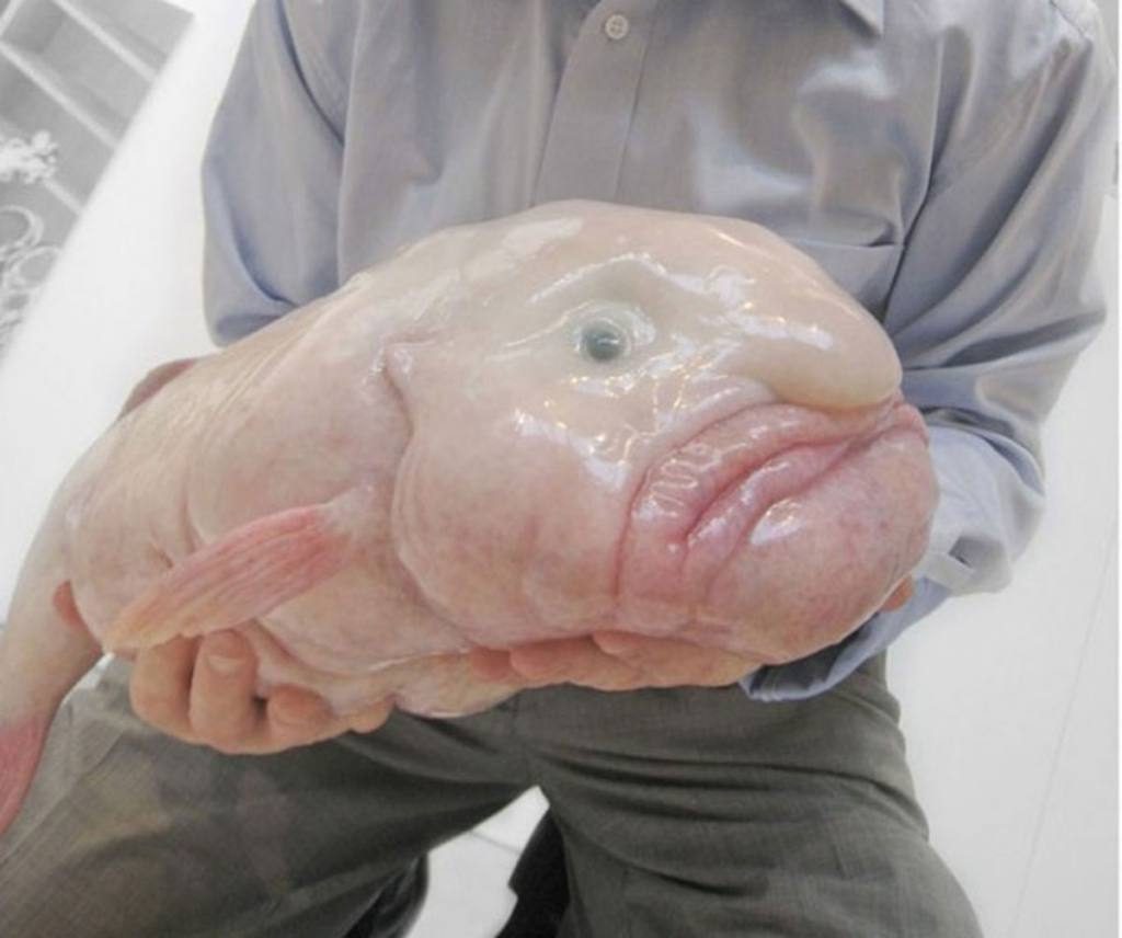 The ugliest fish