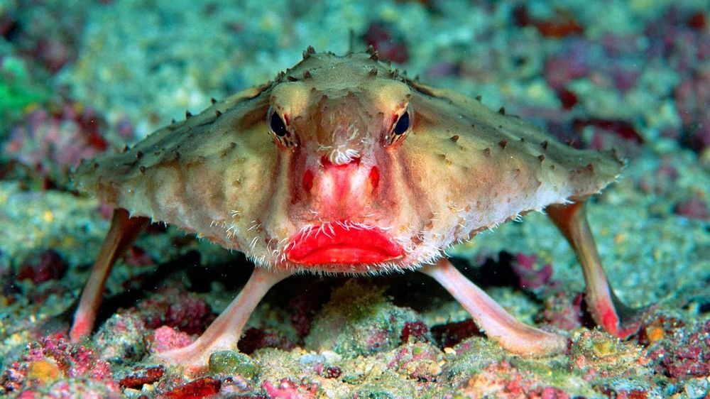 the ugliest fish