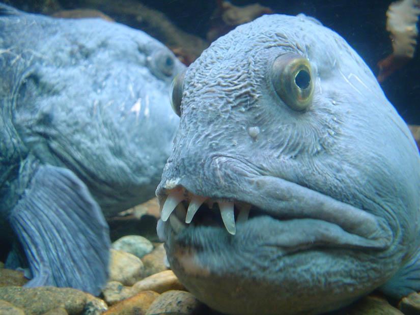 the ugliest fish