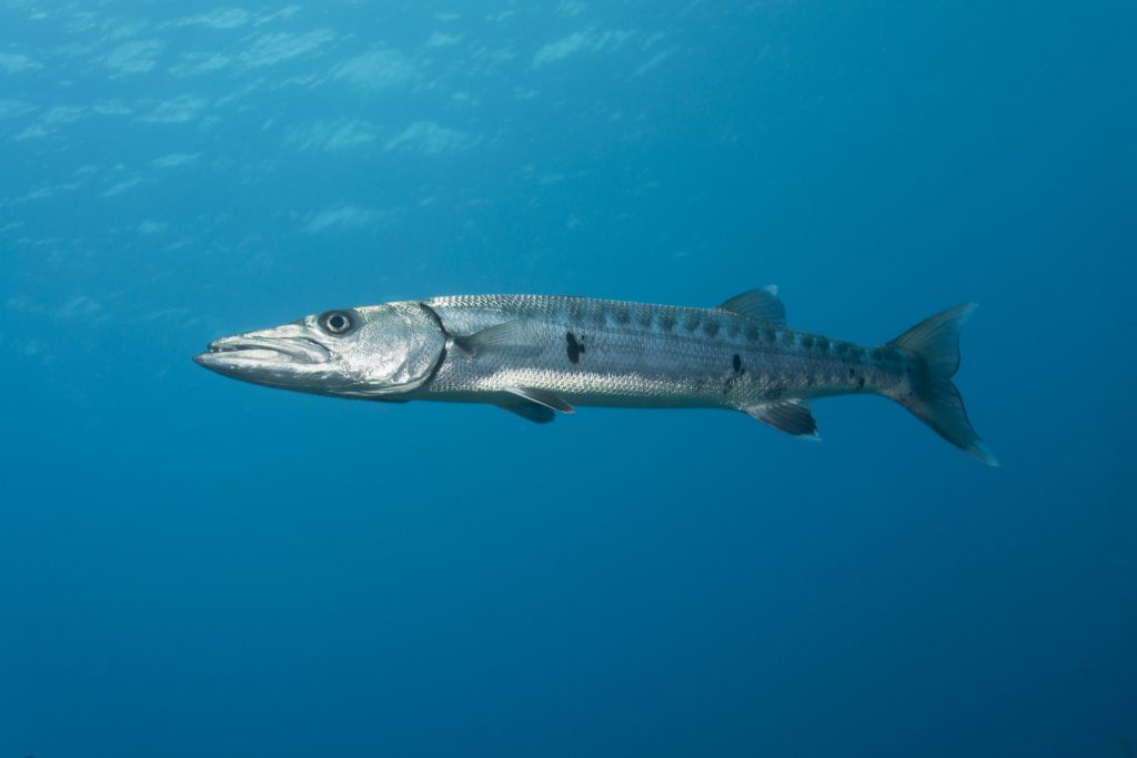 Los peces más peligrosos del planeta Barracuda