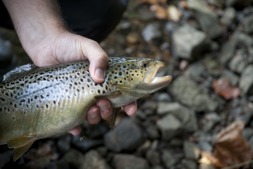 Consejos para Pesca sin muerte en WeFish Captura y suelta