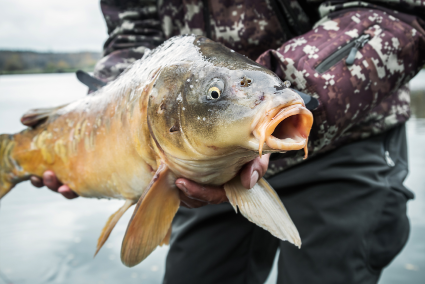 Captura y Liberación en WeFish. Como no dañar al pez.