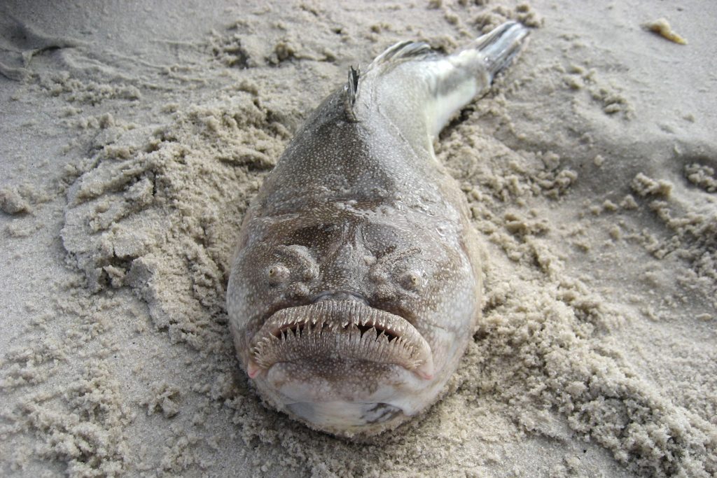 The ugliest fish
MOST DANGEROUS FISH IN THE WORLD 
Fishing app Wefish
