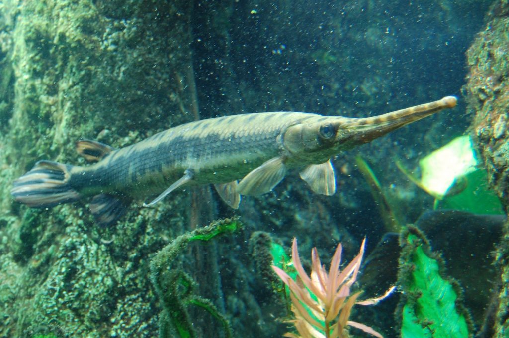 Longnose Gar WeFish
MOST DANGEROUS FISH IN THE WORLD 
Fishing app Wefish