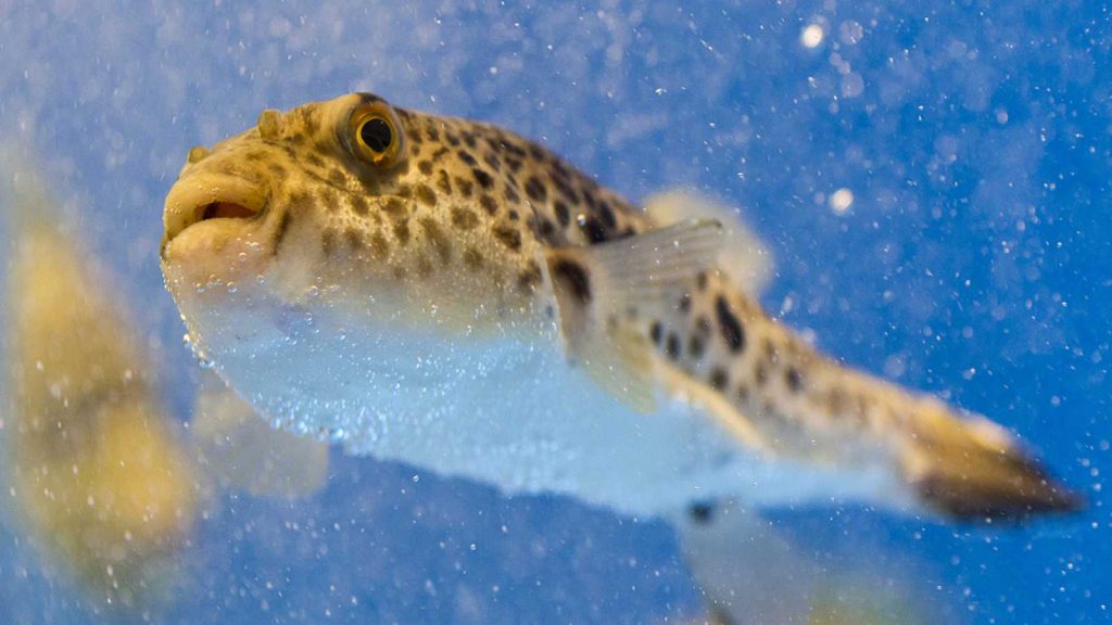 Pufferfish WeFish
MOST DANGEROUS FISH IN THE WORLD 
Fishing app Wefish