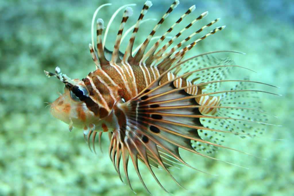 Spotfin lionfish WeFish
MOST DANGEROUS FISH IN THE WORLD 
Fishing app Wefish