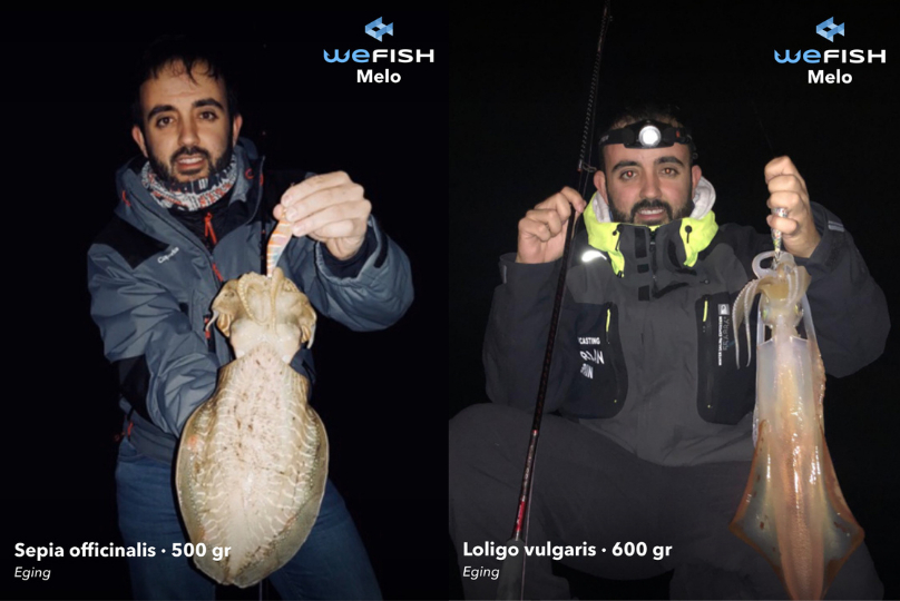 How to Catch Eging Fishing | WeFish App 