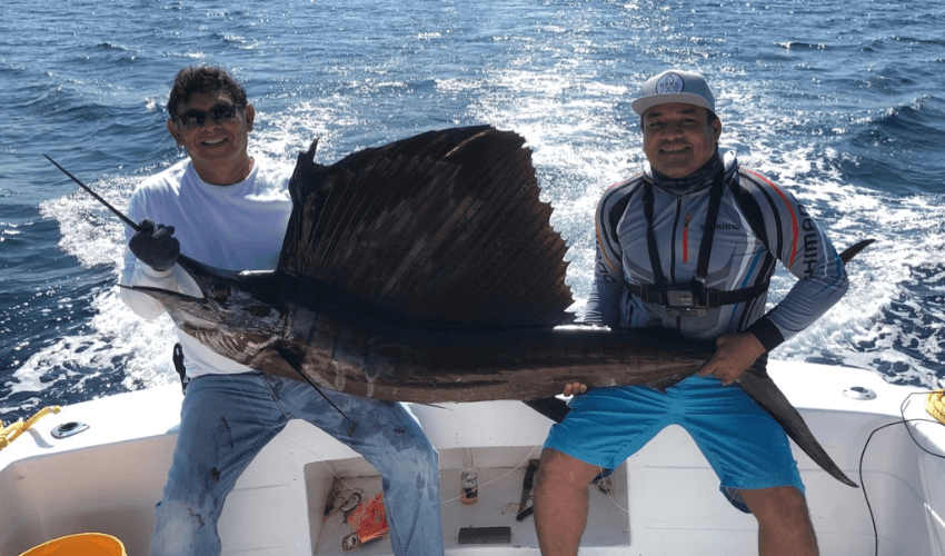 Sailfish officially represents the State of Florida which indicates that it is a good place to fish.