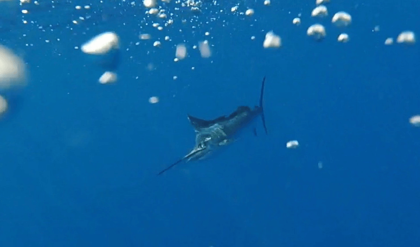 Florida Fishing WeFish App