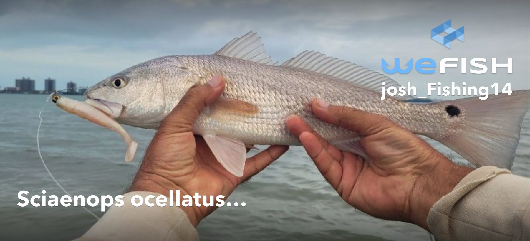 Catching a Bull Redfish on a Corky while Wade Fishing! (Mistakes were Made)  