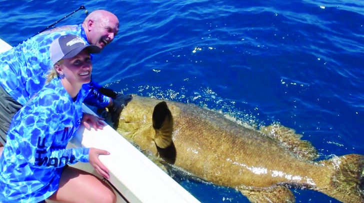 Goliath grouper fish