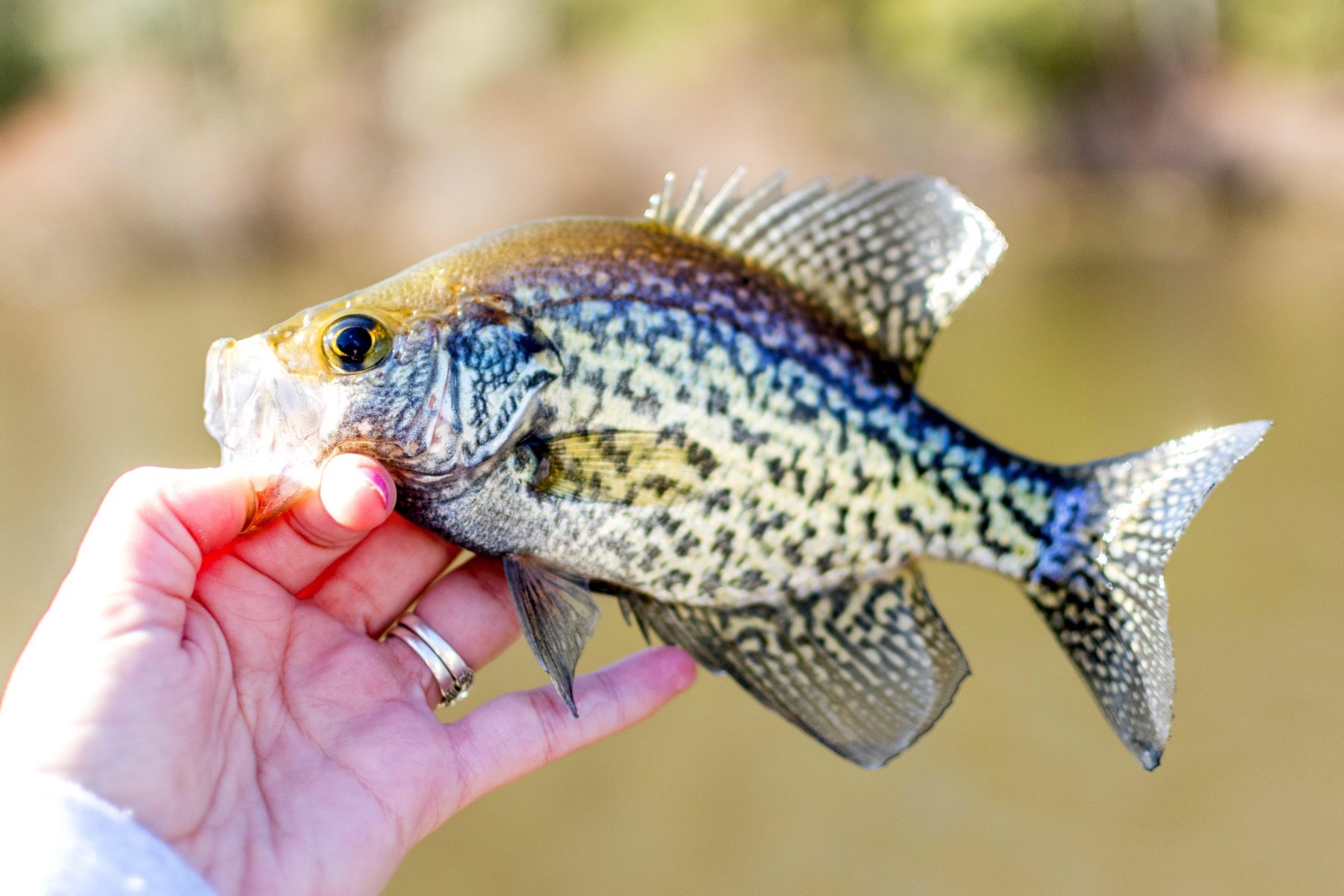 5 Ways to Catch Spring Crappie