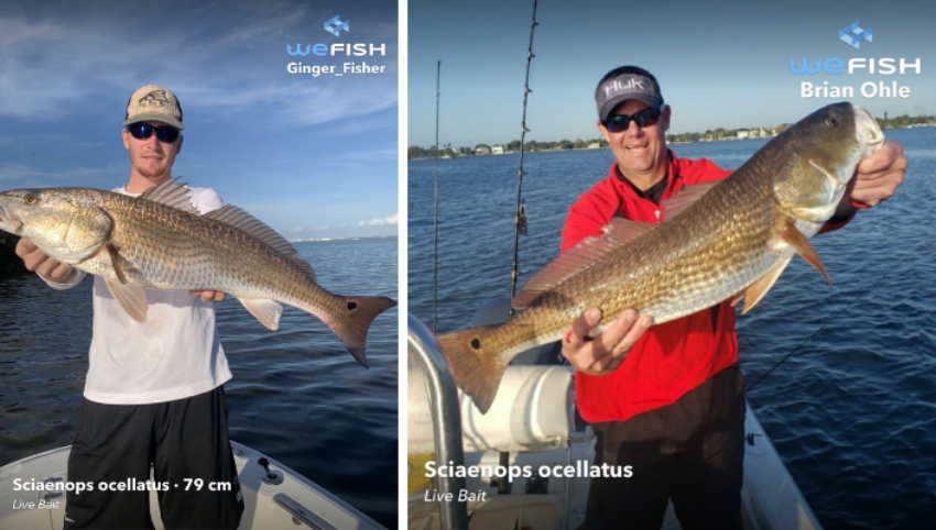 One of the BEST Ways To Catch Redfish - LIVE Bait Around Structure