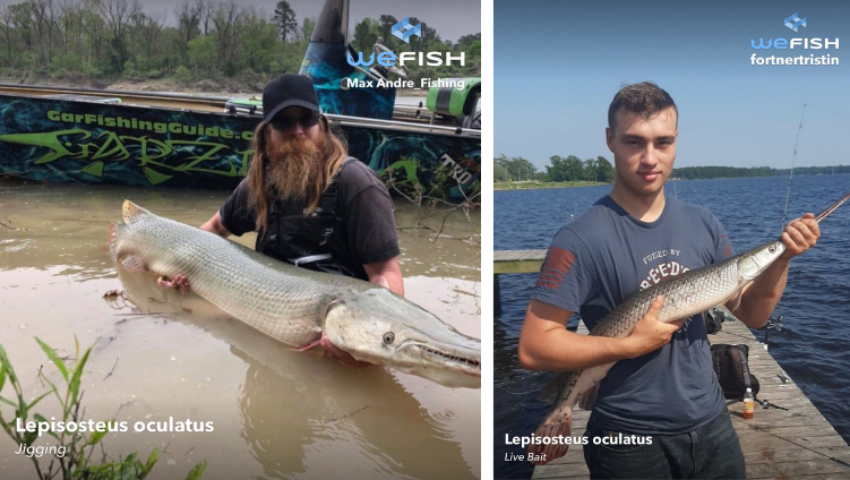 ▷ Gar Fishing, All You Need to Know, Wefish - Fishing App