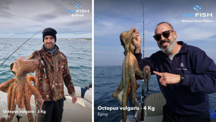 Fishing for octopus, how to catch an octopus, wefish app
