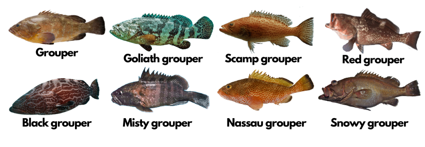 grouper fishing