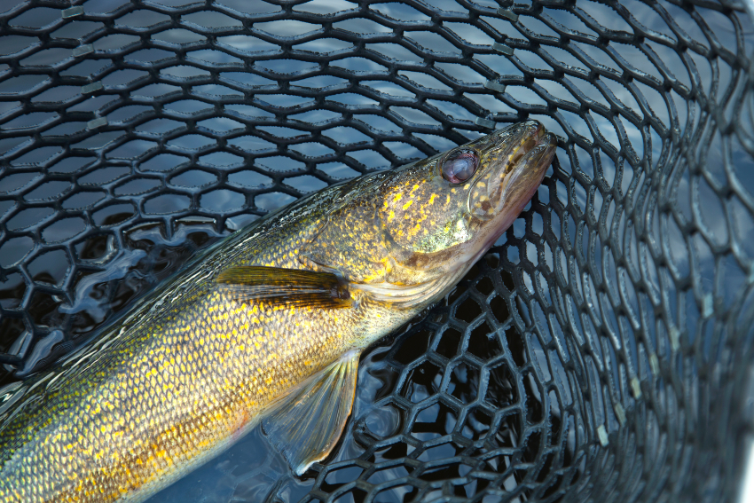 Walleye Fishing WeFish fishing app