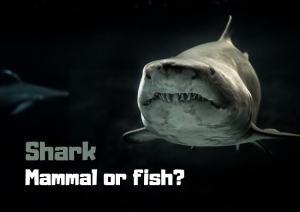 Is the shark a mammal