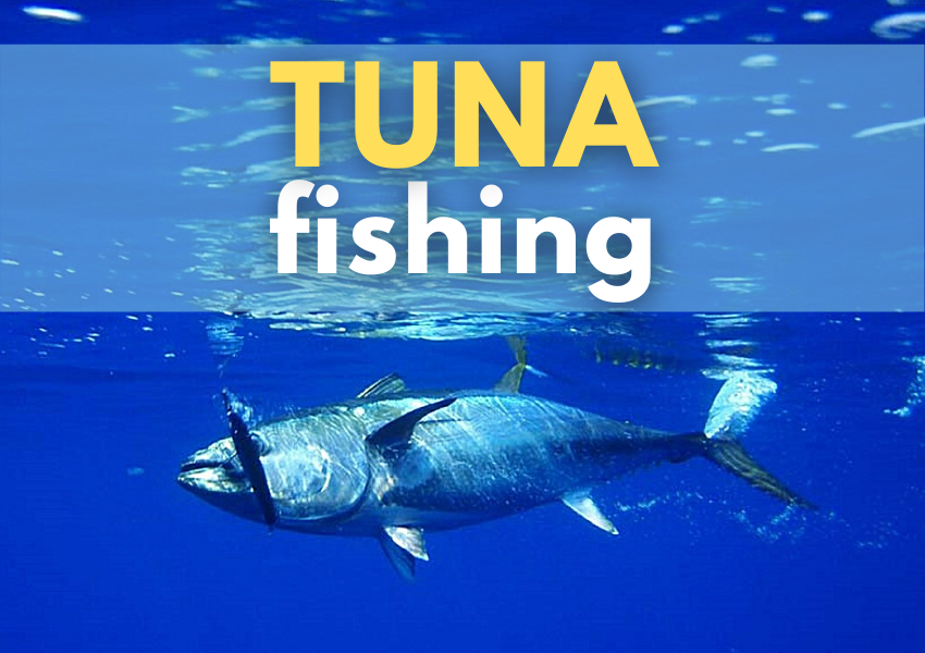 tuna fishing WeFish