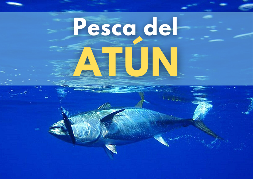 pesca del atún - WeFish