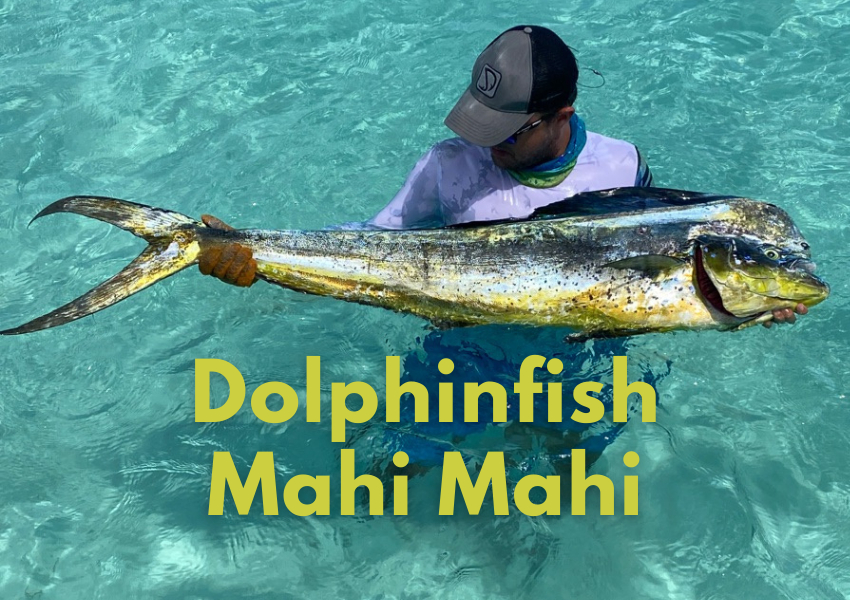 dolphinfish fishing