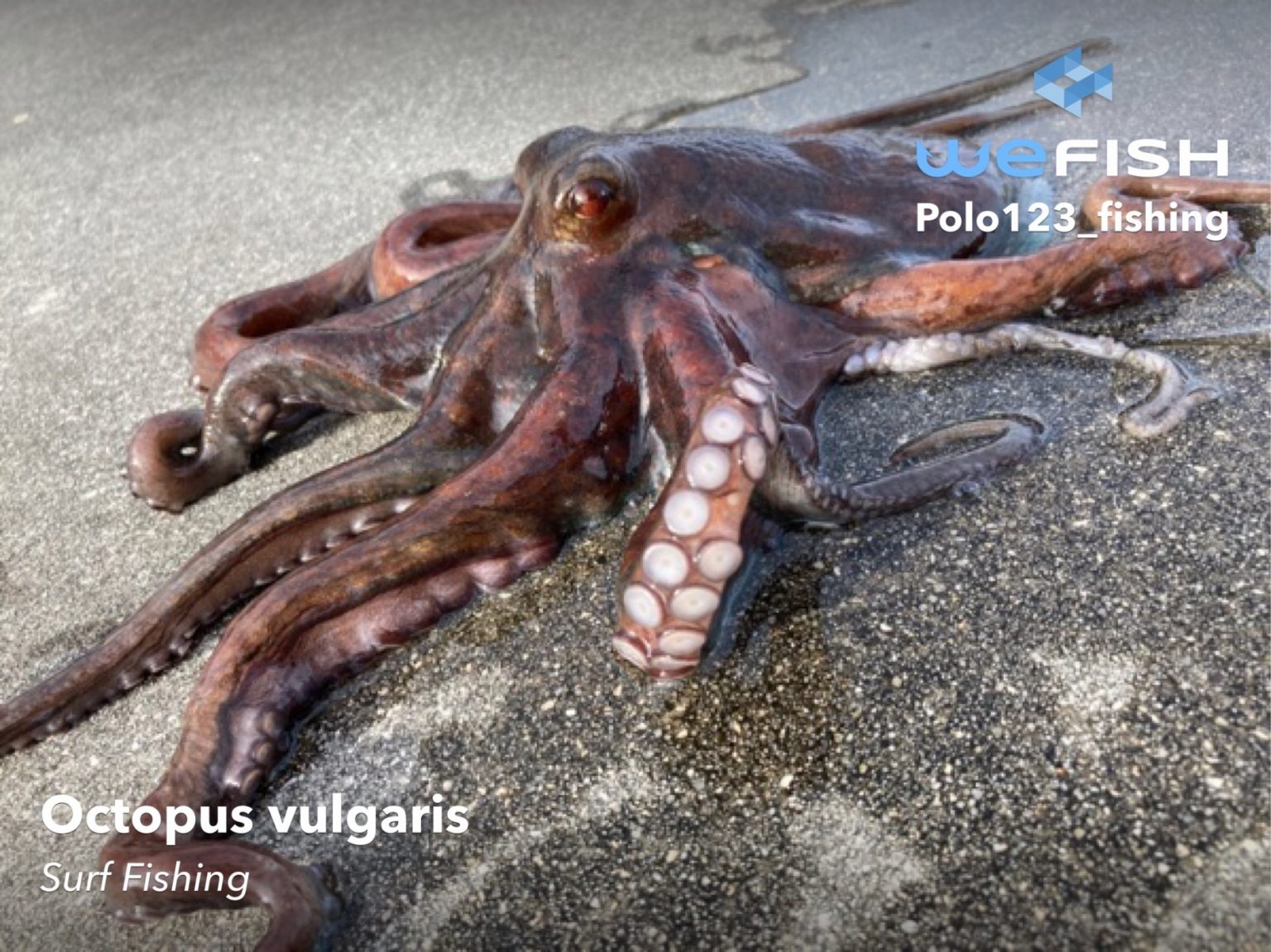 Fishing for Octopus How to Catch Octopus? Wefish Your fishing app