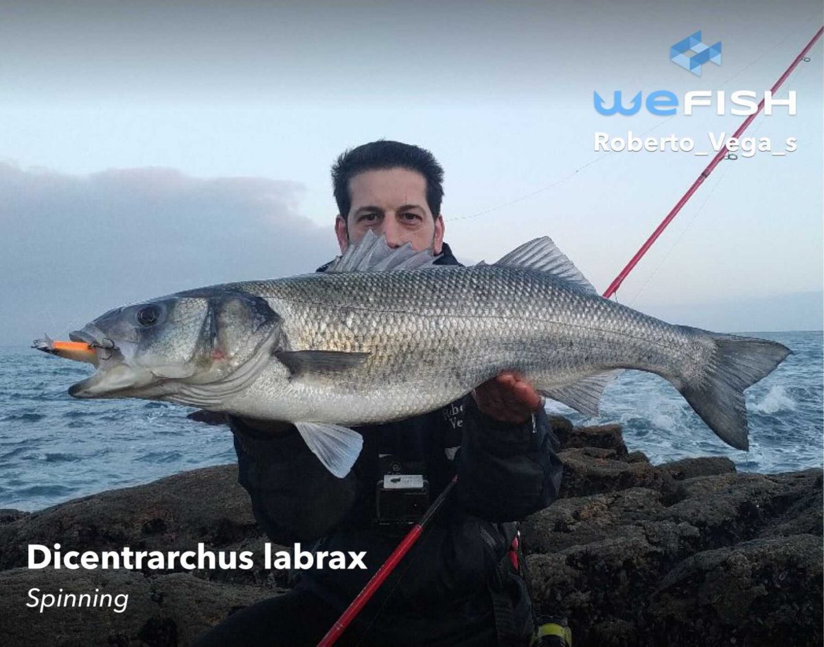 C Mo Pescar Lubinas La Mejor Gu A Wefish Tu App De Pesca