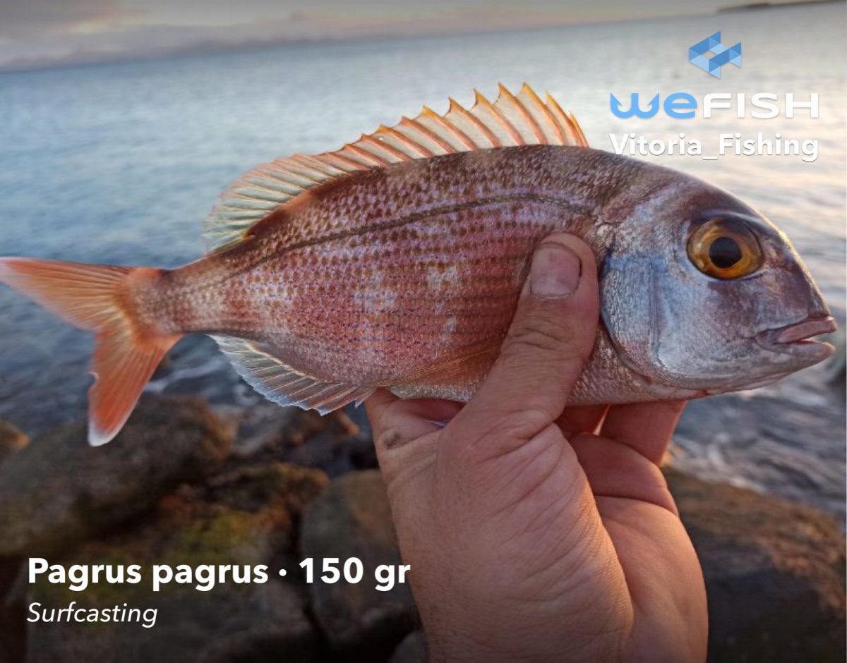 C Mo Pescar Pargos La Mejor Gu A Wefish App De Pesca