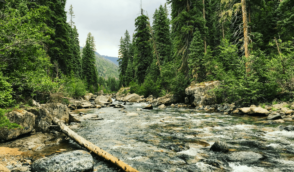 catch trout in rivers