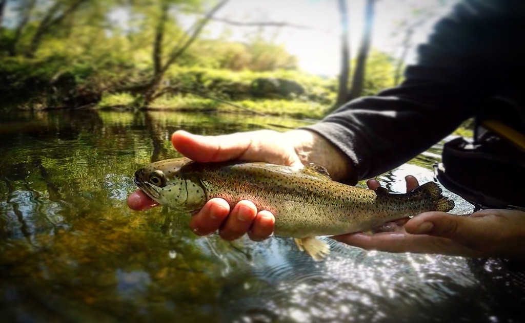 catch trout