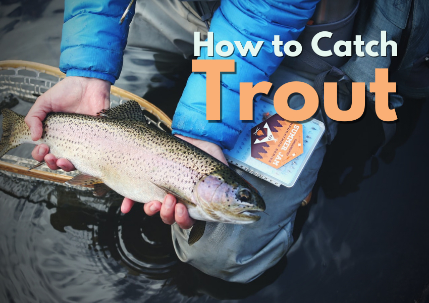How to catch trout