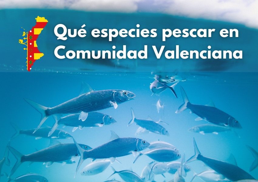Qué peces pescar en Comunidad Valenciana