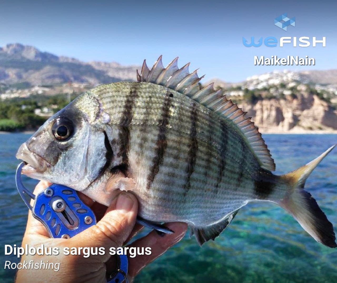 Lustre pasos suficiente Cómo pescar sargo: La guía definitiva - WeFish, tu app de pesca