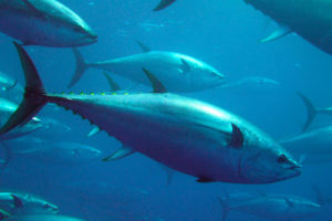atún rojo